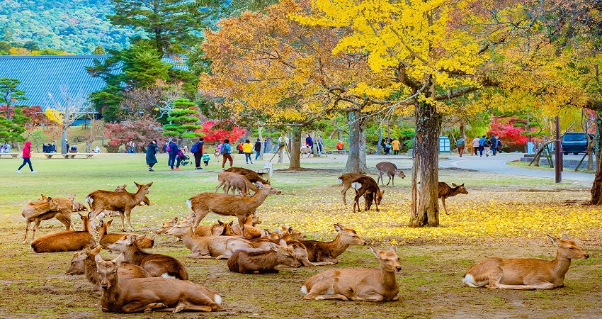 nara.jpg